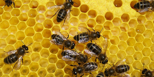 Préserver les abeilles pour protéger la biodiversité