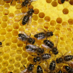 Des abeilles en action