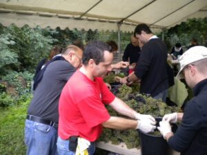 vendanges 2010 3