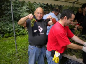 vendanges 2010 4