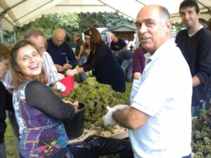 vendanges 2010 5